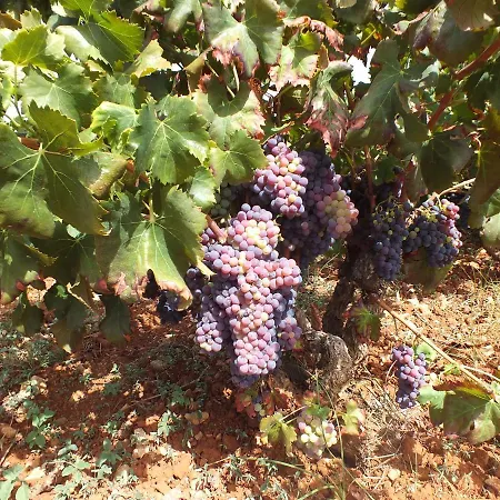 B&B Buena Idea - Adults Only Jalón