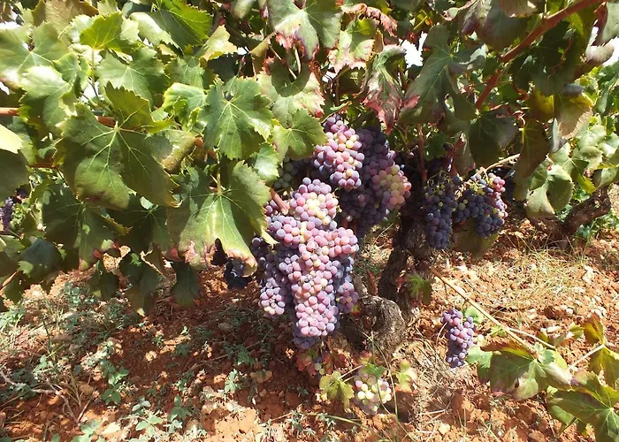 Bed & Breakfast Buena Idea - Adults Only Jalón